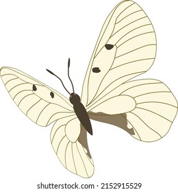 Tropical elegant butterfly with colorful wings and antennae isolated on white background. Gorgeous exotic spring insect. Colored flat texture vector illustration
