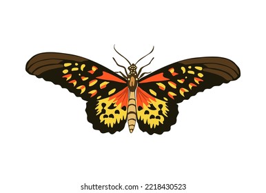 Tropical elegant butterfly Ornithoptera paradisea with colorful wings and antennae isolated on white background. Pretty flying moth top view. Gorgeous exotic insect. Colored flat vector illustration.