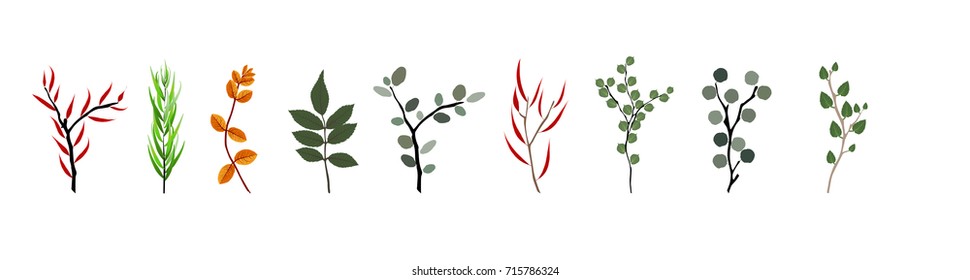 Tropical elements: Agonis, Eucalyptus, Annona, Balata, Zamiokulkas, Cissus. Colorful naturalistic pictures. Vector Illustration. EPS10