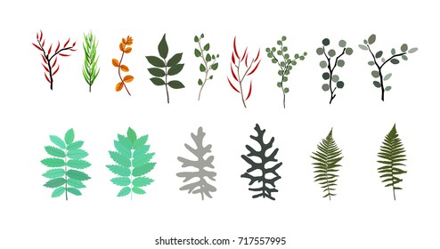 Tropical elements: Agonis, Eucalyptus, Annona, Balata, Zamiokulkas, Cissus. Colorful naturalistic pictures. Vector Illustration. EPS10