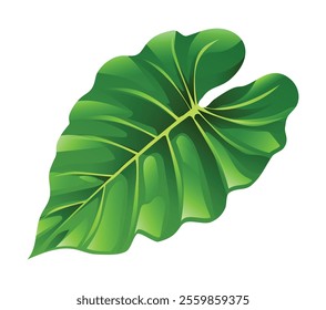 Tropical elephant ear leaf with glossy surface and detailed veins. Vector cartoon illustration