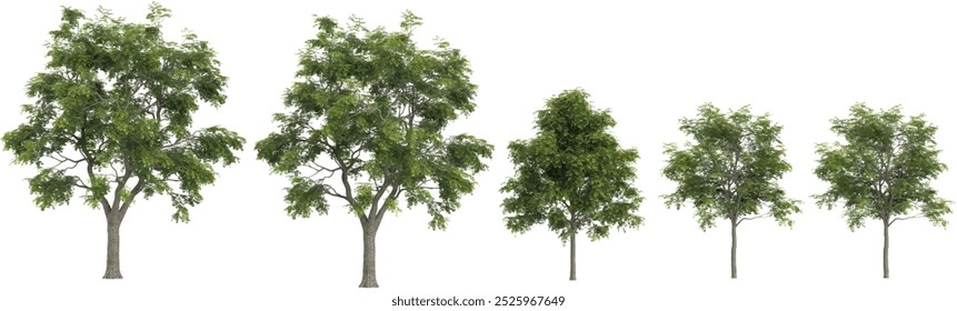 tropical European Ash Tree isolated used for architecture