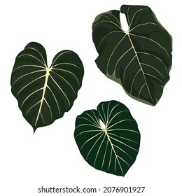 Tropical exotic big leaves, realistic  illustration isolated on white background.