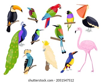 Tropical exotic birds. Bright color parrots, polynesian fauna, pink flamingo, toucan and peacock sitting on branch, summer wildlife and zoo isolated graphic elements, vector cartoon set