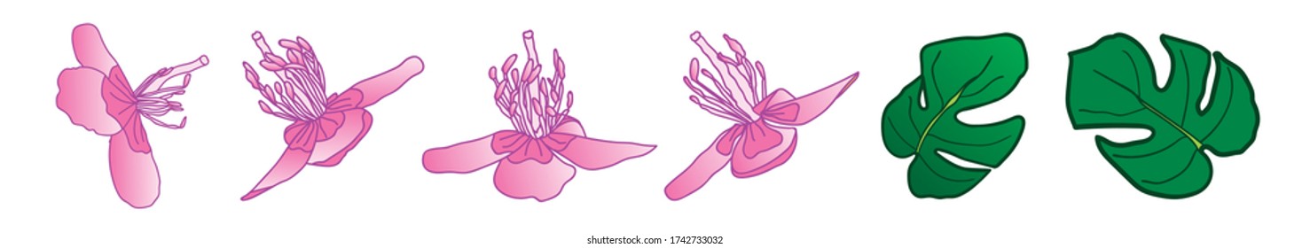 Tropical Exotic Flower and Leaf Isolated Illustration Set