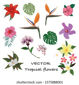 Tropical exotic flowers hand drawn vector set