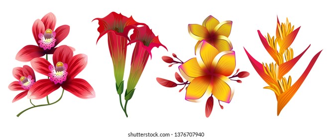 Tropical exotic flowers vector isolated on white background