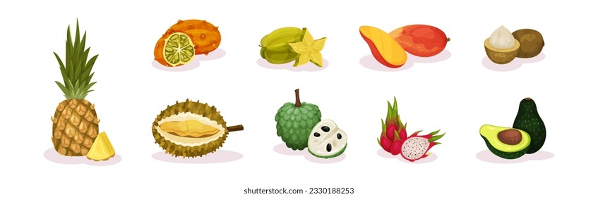 Tropical Exotic Fruits with Durian, Carambola, Mango, Custard Apple, Avocado, Dragon Fruit and Pineapple Vector Set