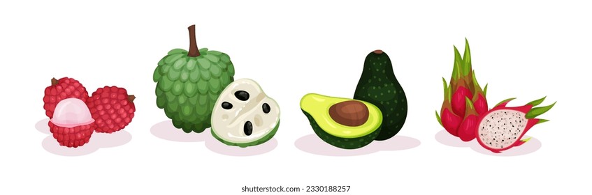 Tropical Exotic Fruits with Lychee, Custard Apple, Avocado and Dragon Fruit Vector Set