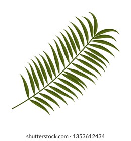 tropical exotic leaf plant