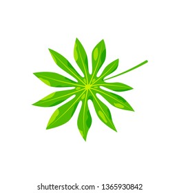 Tropical exotic leaf vector illustration. Design element isolated on white background. Flat style jungle plant.