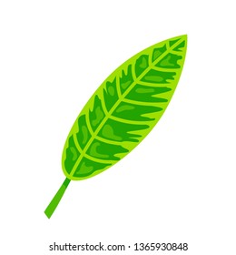 Tropical exotic leaf vector illustration. Design element isolated on white background. Flat style jungle plant.