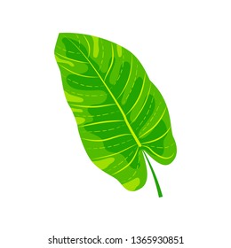 Tropical exotic leaf vector illustration. Design element isolated on white background. Flat style jungle plant.