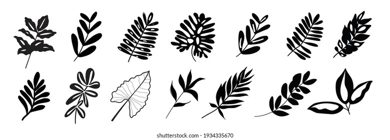 Tropical exotic leaves hand drawn vector set. Black silhouettes of palm leaves and herbs leaves
isolated on white background.