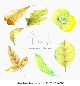 Tropical exotic leaves, jungle leaves, botanical vector illustration, set isolated on white background.