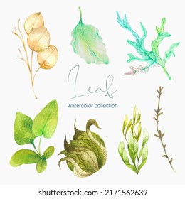 Tropical exotic leaves, jungle leaves, botanical vector illustration, set isolated on white background. 
