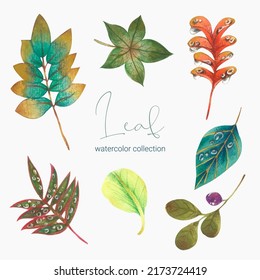 Tropical exotic leaves, jungle leaves, botanical vector illustration, set isolated on white background. 