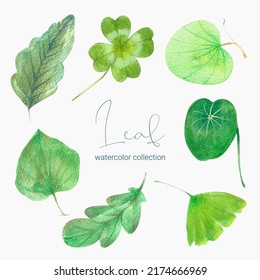 Tropical exotic leaves, jungle leaves, botanical vector illustration, set isolated on white background.