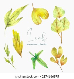 Tropical exotic leaves, jungle leaves, botanical vector illustration, set isolated on white background.