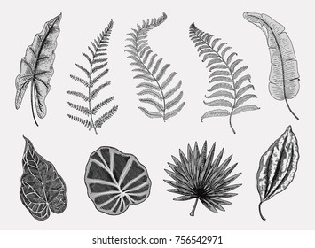 tropical or exotic leaves, leaf of different vintage looking plants. monstera and fern, palm with banana botany set. flowers engraved vintage, hand drawn. botanical organic product. green background.