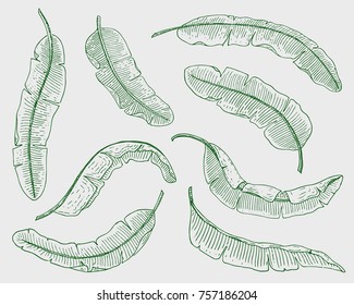 tropical or exotic leaves, leaf of different vintage looking plants. monstera and fern, palm with banana botany set. flowers engraved vintage, hand drawn. botanical organic product. green background.