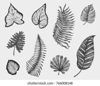 tropical or exotic leaves, leaf of different vintage looking plants. monstera and fern, palm with banana botany set. flowers engraved vintage, hand drawn. botanical organic product. green background.