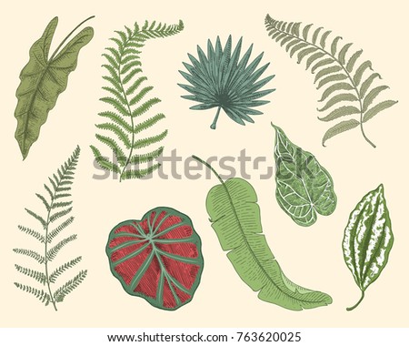 tropical or exotic leaves, leaf of different vintage looking plants. monstera and fern, palm with banana botany set. flowers engraved vintage, hand drawn. botanical organic product. green background.