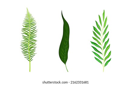 Tropical exotic leaves set. Green jungle plants vector illustration