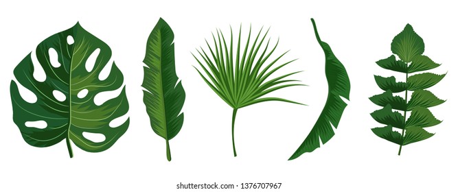 Tropical exotic leaves vector isolated on white background