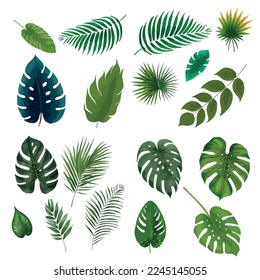 Vector de hojas exóticas tropicales. Las hojas de la jungla realistas quedan aisladas. Hoja de palma sobre fondo blanco