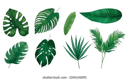 Vector de hojas exóticas tropicales. Las hojas de la jungla realistas quedan aisladas. Hoja de palma sobre fondo blanco