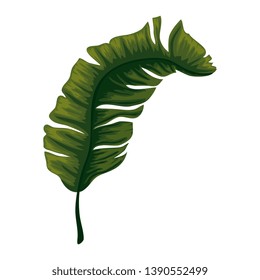 tropical and exotic palm leaf