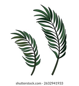 Ramas de palmeras exóticas tropicales. colección de elementos de flora botánica de Naturaleza 