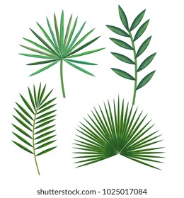 tropical and exotic palms leafs