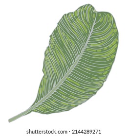 Tropical exotic plant leaf, Peace Lily or Sensation plant. Leaves of Araceae house plant. Vector. 