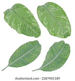Tropical exotic plant leaf set, Peace Lily or Sensation plant collection. Leaves of Araceae house plant. Vector.