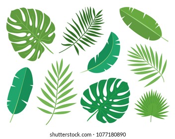 Tropical exotic plants leaves set isolated on white background. Vector illustration