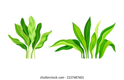Tropical exotic plants set. Green lush leaves cartoon vector illustration