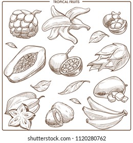 Tropical exotic vector sketch fruits