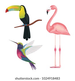 tropical and exotics birds