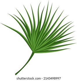 Tropical fan leaf. Exotic beach palm tree foliage