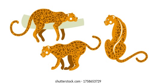 Fauna tropical de mamíferos. Juego de leopardos salvajes. Ilustración vectorial.