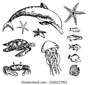 Tropical fauna sketches collection. Drawings set of exotic fish, sea animals. Hand drawn vector illustrations. Cliparts isolated on white.