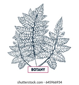 Tropical fern. Tropical summer background. Botanical hand drawn illustration. Template design for sail, wedding save date, envelope, valentine, for party, holiday decor. Collection of sketch object.