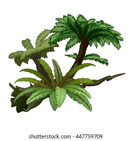 Tropical ferns and palm tree isolated on white background. Ancient plants of the jungle. Vector illustration