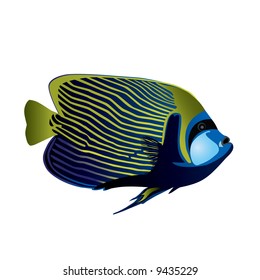 Tropical fish Angelfish