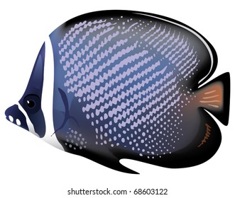 Tropical fish "Chaetodon collare". Vector illustration.