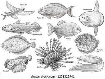 Piranha Drawing Images Stock Photos Vectors Shutterstock