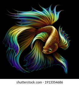 Tropical fish. Color graphic portrait of a fighting fish on a black background. Digital vector graphics.