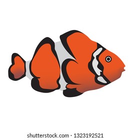 tropical fish red gradient color bright illustration. Underwater tropical exotic fish series